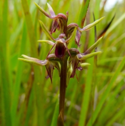 Corunastylis oligantha (Mongarlowe Midge Orchid) at Borough, NSW - 11 Jan 2022 by Paul4K