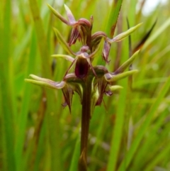 Corunastylis oligantha (Mongarlowe Midge Orchid) at suppressed - 11 Jan 2022 by Paul4K