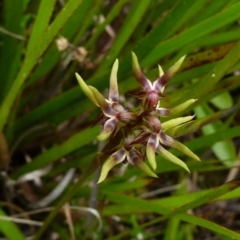 Corunastylis oligantha at suppressed - 11 Jan 2022