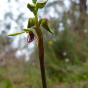 Corunastylis plumosa at QPRC LGA - suppressed