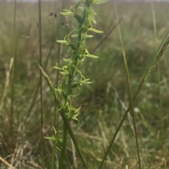 Prasophyllum tadgellianum (Tadgell's leek orchid) at Tantangara, NSW - 4 Jan 2022 by dgb900