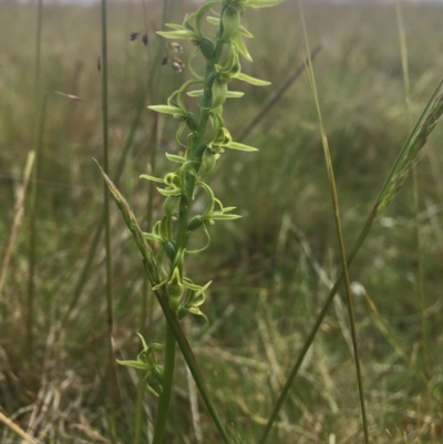 Paraprasophyllum tadgellianum (Tadgell's leek orchid) at Tantangara, NSW - 4 Jan 2022 by dgb900
