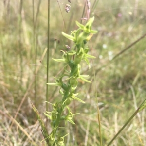 Paraprasophyllum tadgellianum at Tantangara, NSW - 4 Jan 2022