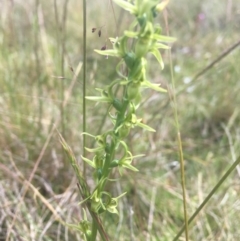 Paraprasophyllum tadgellianum at Tantangara, NSW - 4 Jan 2022