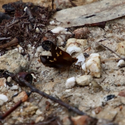 Toxidia doubledayi (Lilac Grass-skipper) at Broulee Moruya Nature Observation Area - 11 Jan 2022 by LisaH