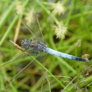 Orthetrum caledonicum at Boro, NSW - suppressed