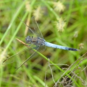 Orthetrum caledonicum at Boro, NSW - suppressed