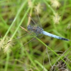 Orthetrum caledonicum at Boro, NSW - suppressed