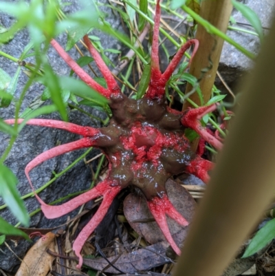 Aseroe rubra (Anemone Stinkhorn) at Cook, ACT - 11 Jan 2022 by Leaf