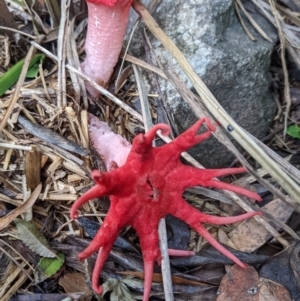 Aseroe rubra at Cook, ACT - 12 Jan 2022