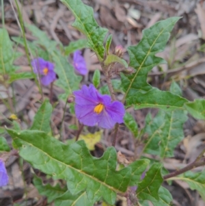 Solanum cinereum at Googong, NSW - 23 Oct 2021