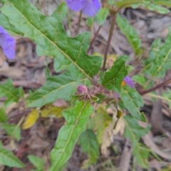 Solanum cinereum at Googong, NSW - 23 Oct 2021