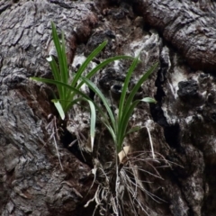 Cymbidium suave (Snake Orchid) at Moruya, NSW - 11 Jan 2022 by LisaH