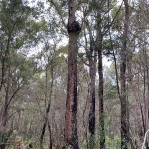 Cymbidium suave at Moruya, NSW - suppressed