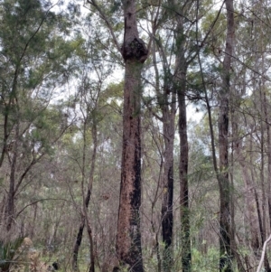 Cymbidium suave at Moruya, NSW - 11 Jan 2022