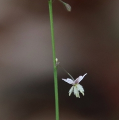 Arthropodium glareosorum (Yellow-anthered Rock Lily) at Moruya, NSW - 11 Jan 2022 by LisaH