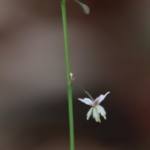 Arthropodium glareosorum at Moruya, NSW - 11 Jan 2022