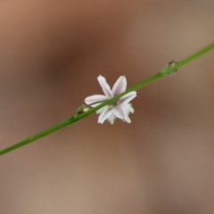 Arthropodium glareosorum at Moruya, NSW - 11 Jan 2022