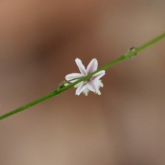 Arthropodium glareosorum at Moruya, NSW - suppressed