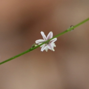 Arthropodium glareosorum at Moruya, NSW - 11 Jan 2022