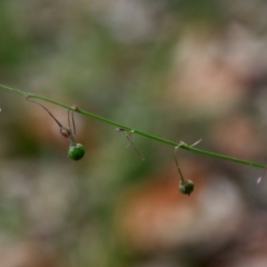 Arthropodium sp. South-east Highlands (N.G.Walsh 811) Vic. Herbarium at suppressed - 11 Jan 2022