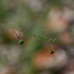 Arthropodium glareosorum at Moruya, NSW - suppressed