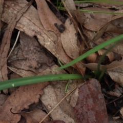 Arthropodium glareosorum at Moruya, NSW - 11 Jan 2022