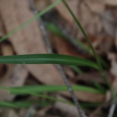 Arthropodium glareosorum at Moruya, NSW - 11 Jan 2022