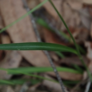 Arthropodium glareosorum at Moruya, NSW - 11 Jan 2022