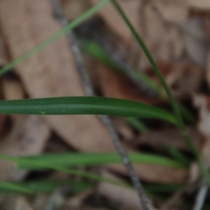 Arthropodium glareosorum at Moruya, NSW - suppressed