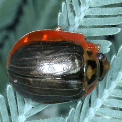 Paropsisterna agricola (Eucalyptus leaf beetle) at Mulloon, NSW - 10 Jan 2022 by jb2602