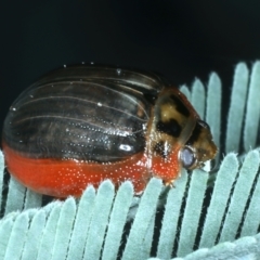 Paropsisterna agricola at Mulloon, NSW - 10 Jan 2022