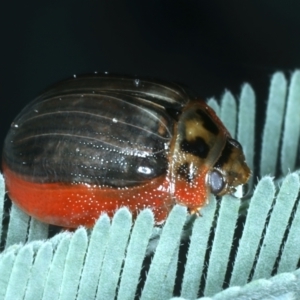 Paropsisterna agricola at Mulloon, NSW - 10 Jan 2022 10:19 AM