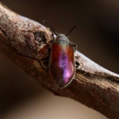 Lagriini sp. (tribe) (Unidentified lagriine darkling beetle) at Moruya, NSW - 11 Jan 2022 by LisaH
