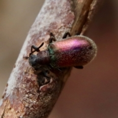 Lagriini sp. (tribe) at Moruya, NSW - 11 Jan 2022