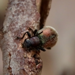 Lagriini sp. (tribe) at Moruya, NSW - 11 Jan 2022