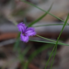 Thysanotus juncifolius (Branching Fringe Lily) at Broulee Moruya Nature Observation Area - 11 Jan 2022 by LisaH