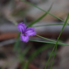 Thysanotus juncifolius (Branching Fringe Lily) at Moruya, NSW - 11 Jan 2022 by LisaH