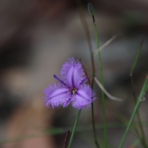 Thysanotus juncifolius at Moruya, NSW - suppressed