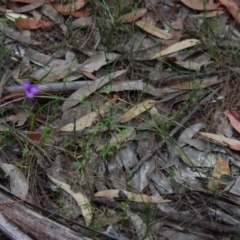 Thysanotus juncifolius at Moruya, NSW - suppressed