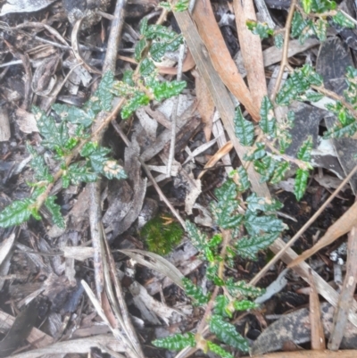 Commersonia hermanniifolia (Wrinkled Kerrawang) at Vincentia, NSW - 8 Jan 2022 by plants