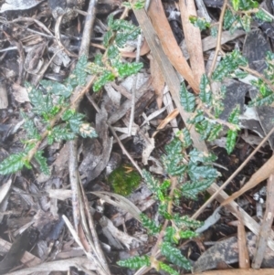 Commersonia hermanniifolia at Vincentia, NSW - 9 Jan 2022