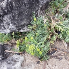 Crithmum maritimum (Rock samphire) at Beecroft Peninsula, NSW - 11 Jan 2022 by plants