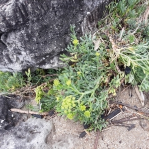 Crithmum maritimum at suppressed - suppressed