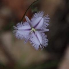 Thysanotus tuberosus subsp. tuberosus (Common Fringe-lily) at Broulee Moruya Nature Observation Area - 11 Jan 2022 by LisaH