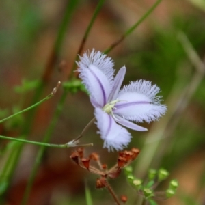 Thysanotus tuberosus subsp. tuberosus at Moruya, NSW - 11 Jan 2022