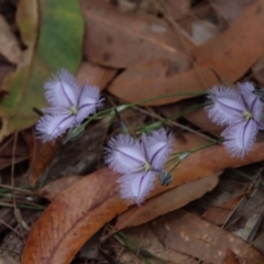 Thysanotus tuberosus subsp. tuberosus at Moruya, NSW - 11 Jan 2022