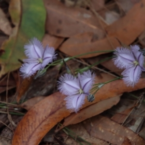 Thysanotus tuberosus subsp. tuberosus at Moruya, NSW - suppressed