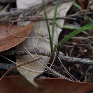 Thysanotus tuberosus subsp. tuberosus at Moruya, NSW - suppressed