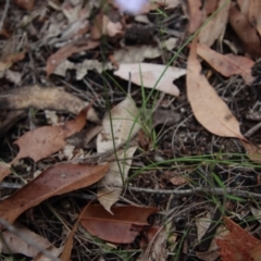 Thysanotus tuberosus subsp. tuberosus at Moruya, NSW - suppressed